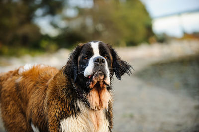 Close-up of saint bernard standing on field