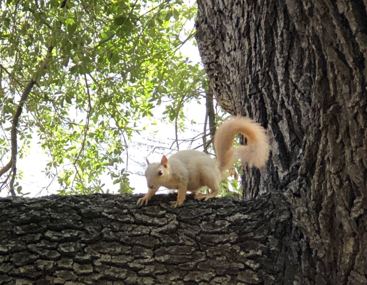 VIEW OF A TREE TRUNK