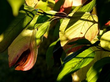 Close-up of green leaves on plant