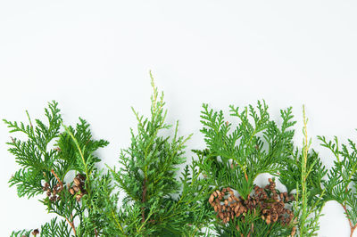 Close-up of plants against clear sky