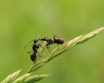 Close-up of insect on plant