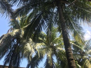 Low angle view of palm trees against sky