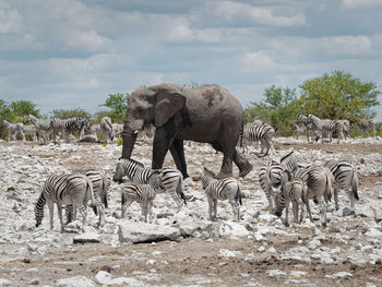 View of elephant drinking water on land against sky