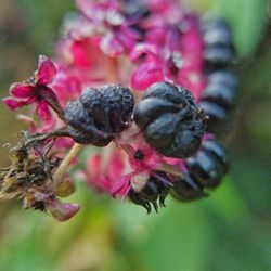Close-up of flowers against blurred background