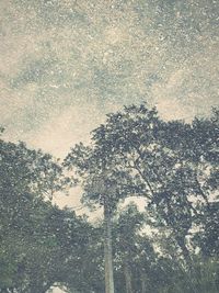 Low angle view of trees in forest