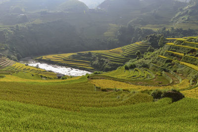 Scenic view of agricultural field