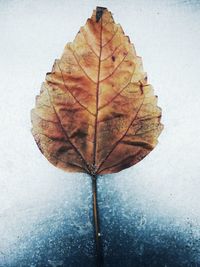 Close-up of autumn leaf