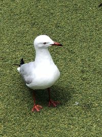 High angle view of seagull on field