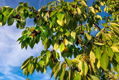 Dried and moldy cherries due to hot weather, no rainfall in western germany, broken branches.