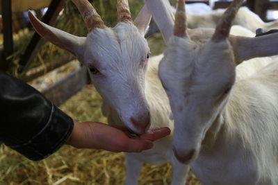 Close-up of hand feeding