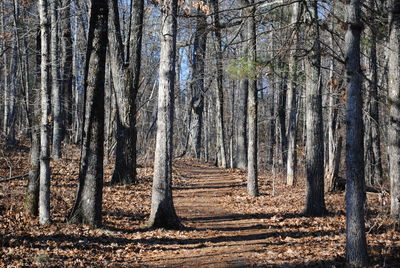 Trees in forest