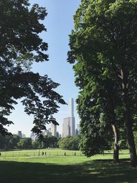 Trees in park