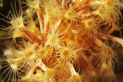 Full frame shot of yellow flowering plants