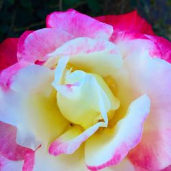 Close-up of pink rose