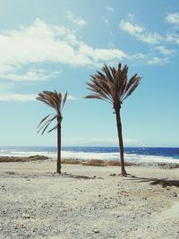 Palm trees on beach against sky