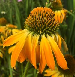 Close-up of yellow flower blooming outdoors