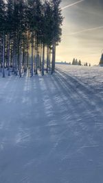 Trees on snow covered field against sky
