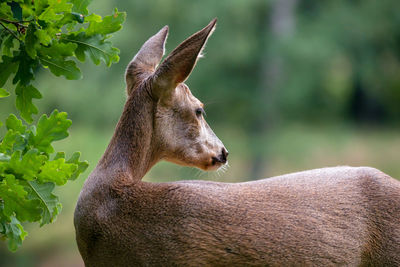 Roe deer in forest, capreolus capreolus. wild roe deer in nature.