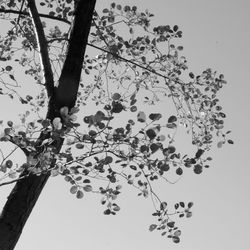 Low angle view of tree against clear sky