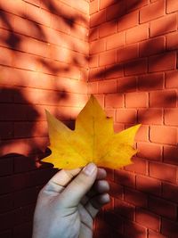 Cropped image of hand holding maple leaf against brick wall