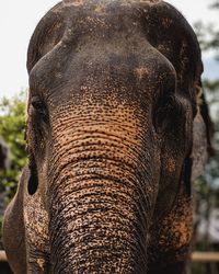 Close-up of elephant