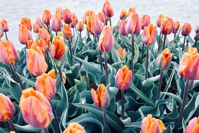 Close-up of orange tulips