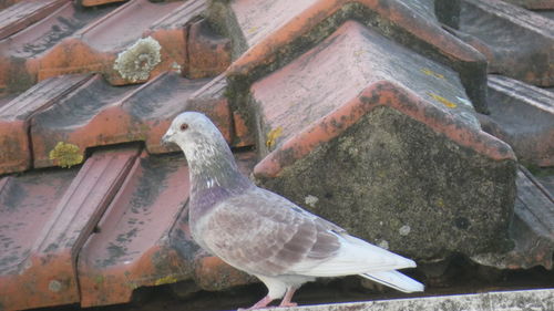 Close-up of bird perching on water