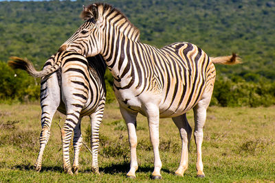 Couple of cute zebras leaning on each other,south africa,sunny day with natural green background