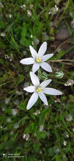 Close-up of white flowering plant on field