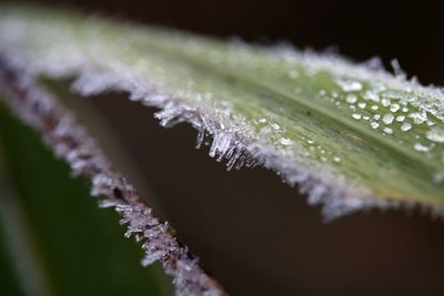 Close-up of frozen plant during winter
