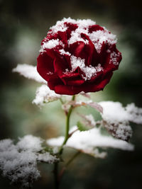 Close-up of red flower