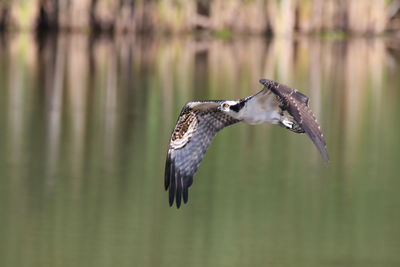 Close-up of bird in flight