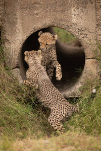 Cheetah cubs by stone hole in forest
