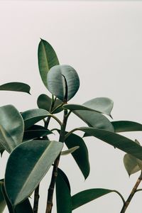 Low angle view of flowering plant against clear sky