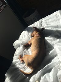 High angle view of dog sleeping on bed at home