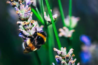 Close-up of bee pollinating on flower