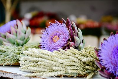 Close-up of purple flowering plant