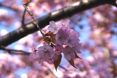 Close-up of cherry blossoms in spring