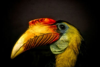 Close-up of parrot