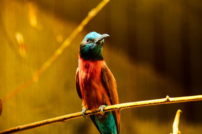 Close-up of bird perching on a branch