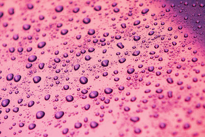 Full frame shot of water drops on pink petals