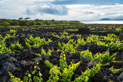 Plants growing on land against sky
