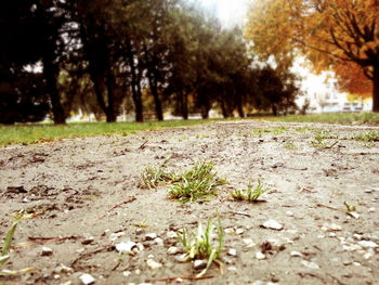 Surface level of trees