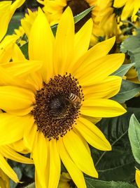 Close-up of sunflower