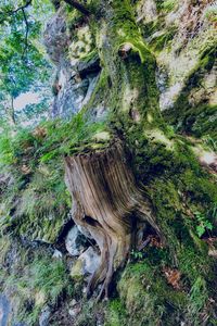 Close-up of tree stump in forest