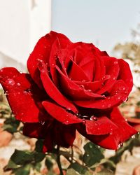 Close-up of wet red rose flower