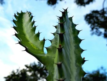 Low angle view of cactus plant against sky