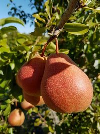 Close-up of strawberry hanging on tree