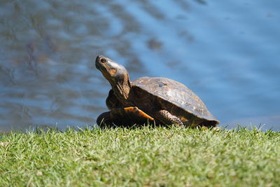 Turtle on grass with pond in background 