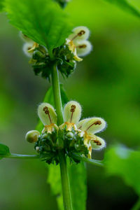 Close-up of white flowering plant